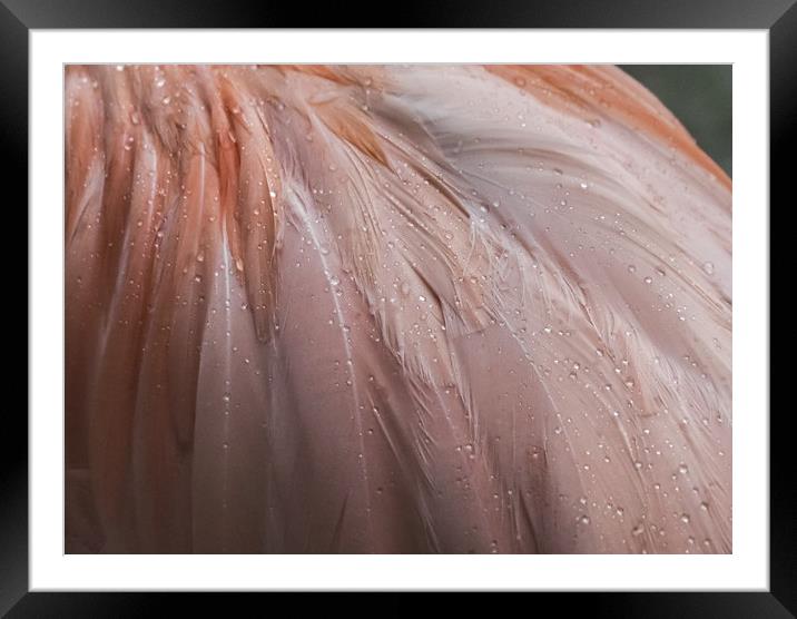 Flamingo in the rain Framed Mounted Print by Gail Johnson