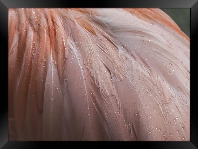 Flamingo in the rain Framed Print by Gail Johnson