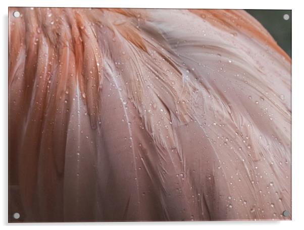 Flamingo in the rain Acrylic by Gail Johnson
