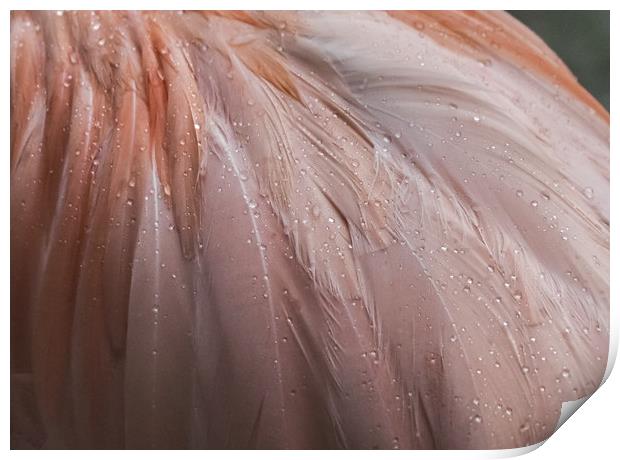 Flamingo in the rain Print by Gail Johnson