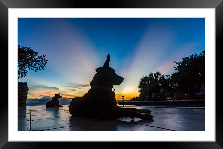  Dogs in the sunset  Curacao Views Framed Mounted Print by Gail Johnson