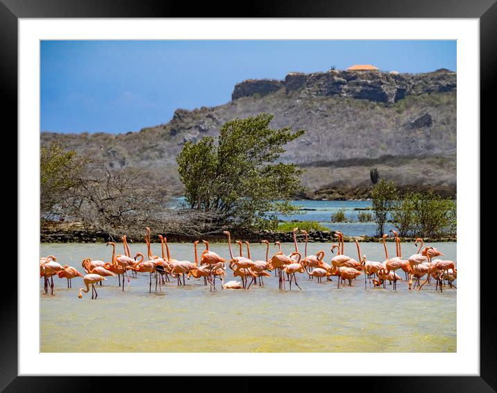   Flamingo Parading   Curacao views Framed Mounted Print by Gail Johnson