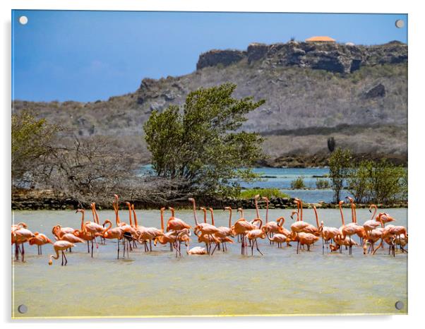   Flamingo Parading   Curacao views Acrylic by Gail Johnson