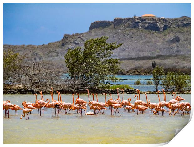   Flamingo Parading   Curacao views Print by Gail Johnson