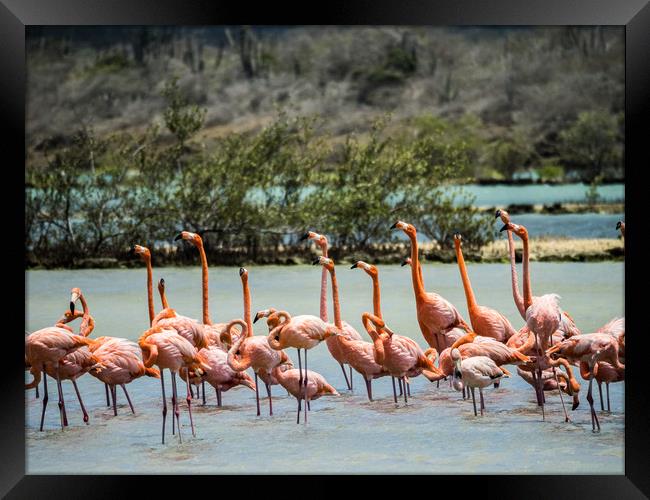   Flamingo Parading   Curacao views Framed Print by Gail Johnson