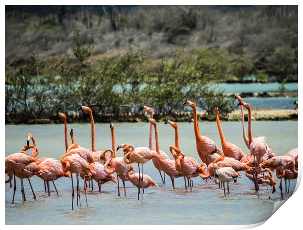   Flamingo Parading   Curacao views Print by Gail Johnson