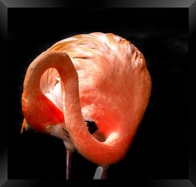   Flamingo washing - Curacao views Framed Print by Gail Johnson