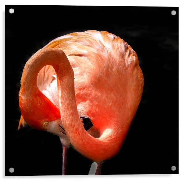   Flamingo washing - Curacao views Acrylic by Gail Johnson