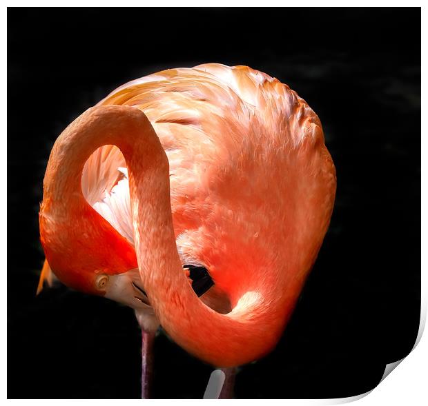   Flamingo washing - Curacao views Print by Gail Johnson