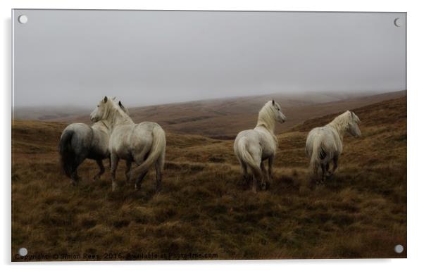 Wild horses in Brecon Beacons National Park  Acrylic by Simon Rees