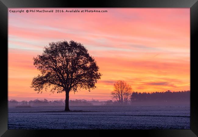 Phoenix Tree, Sunrise on the Vale of York (UK) Framed Print by Phil MacDonald