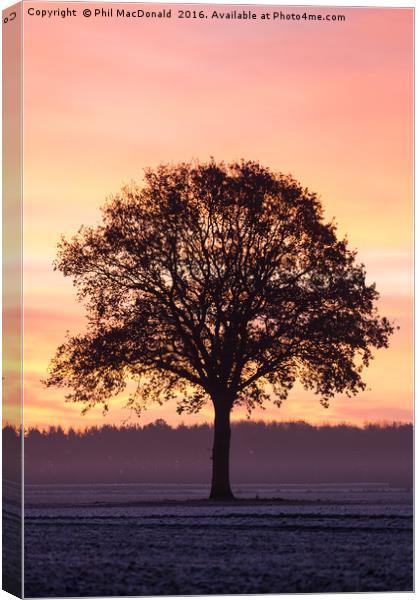 Phoenix Tree, Sunrise on the Vale of York (UK) Canvas Print by Phil MacDonald