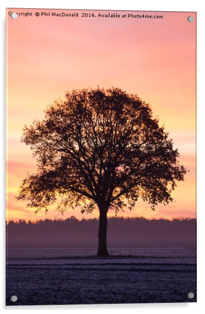 Phoenix Tree, Sunrise on the Vale of York (UK) Acrylic by Phil MacDonald
