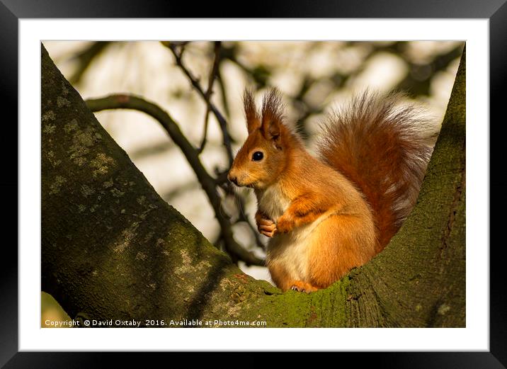 Red Squirrel Framed Mounted Print by David Oxtaby  ARPS