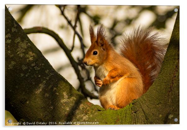 Red Squirrel Acrylic by David Oxtaby  ARPS