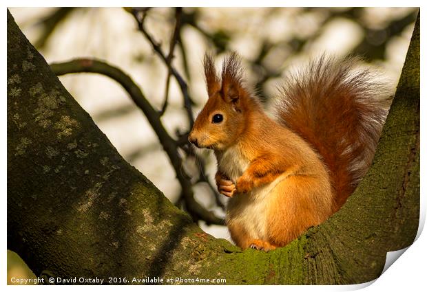 Red Squirrel Print by David Oxtaby  ARPS