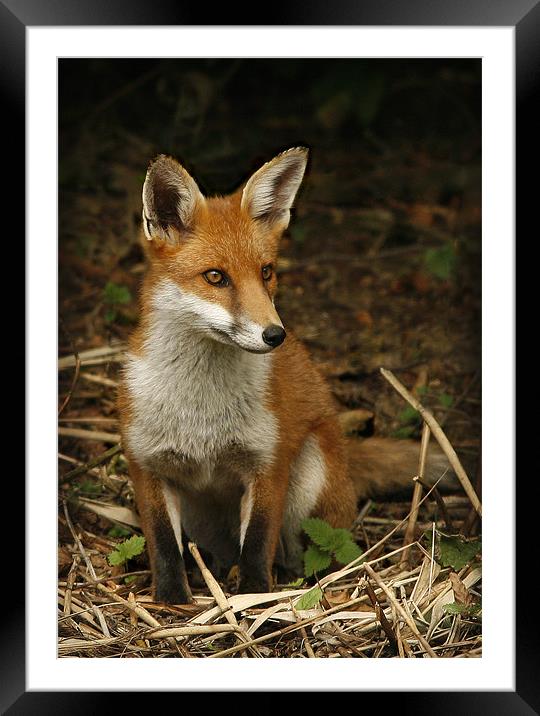 FOX Framed Mounted Print by Anthony R Dudley (LRPS)