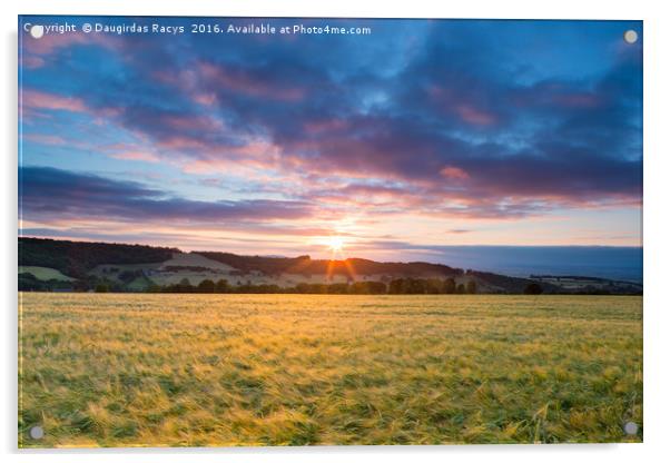 Crop field sunset Acrylic by Daugirdas Racys