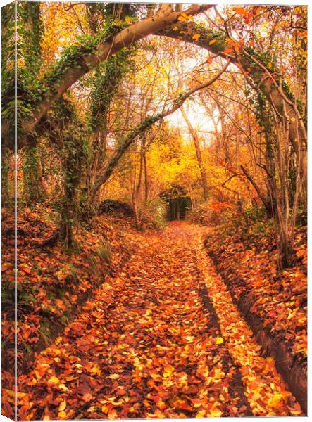 Autumn Walk Canvas Print by Dawn Cox