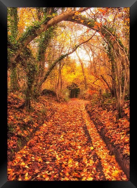 Autumn Walk Framed Print by Dawn Cox