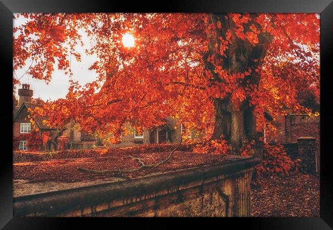 Autumn Colours Framed Print by Dawn Cox