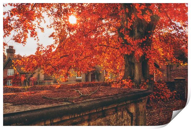Autumn Colours Print by Dawn Cox