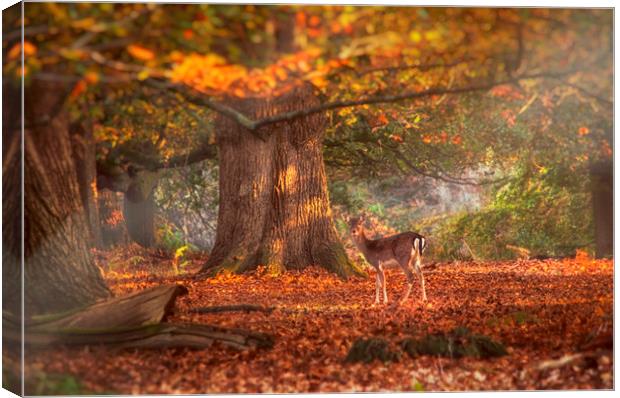 In the Forest Canvas Print by Dawn Cox