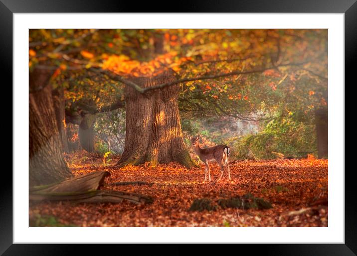 In the Forest Framed Mounted Print by Dawn Cox