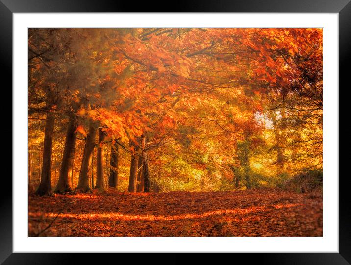 Golden pathway Framed Mounted Print by Dawn Cox