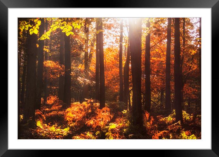 Woodland Light Framed Mounted Print by Dawn Cox
