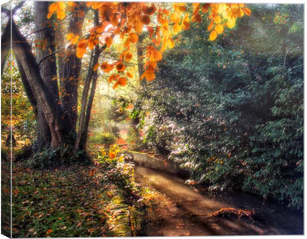 Autumn Light Canvas Print by Dawn Cox