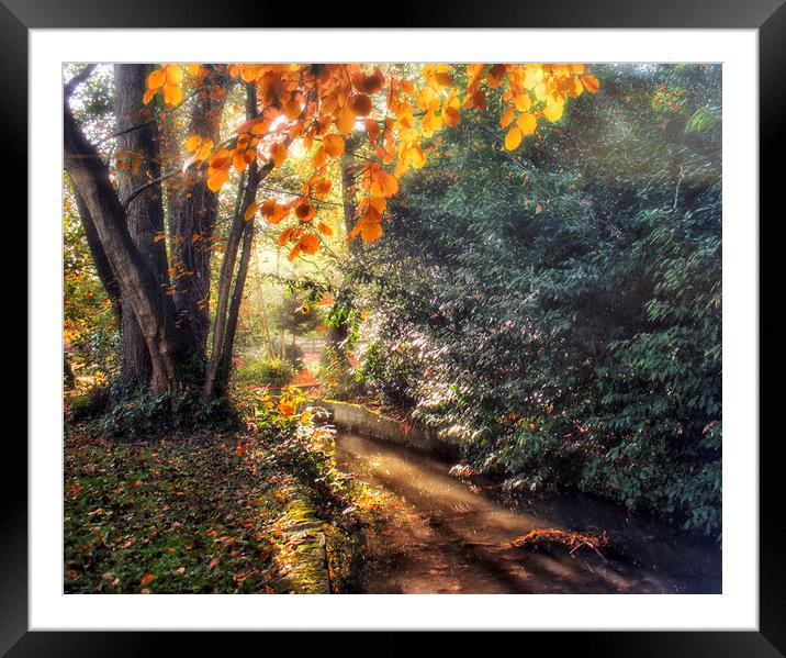 Autumn Light Framed Mounted Print by Dawn Cox
