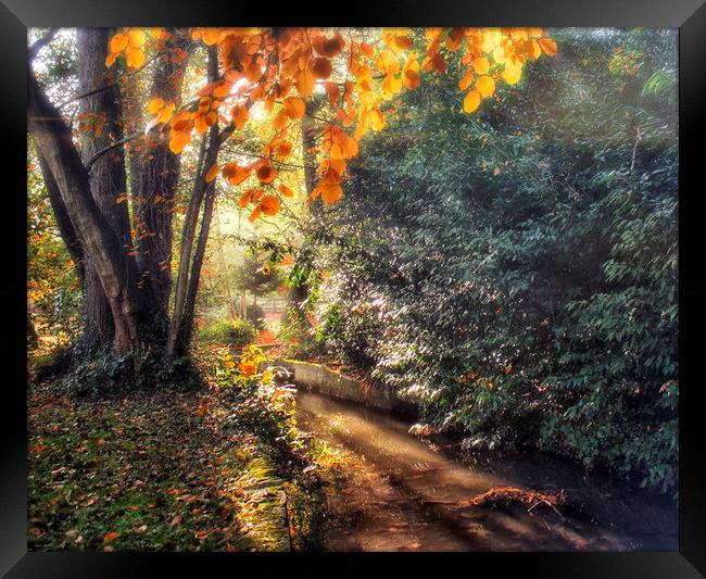 Autumn Light Framed Print by Dawn Cox