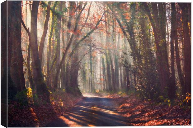 Forest Light Canvas Print by Dawn Cox