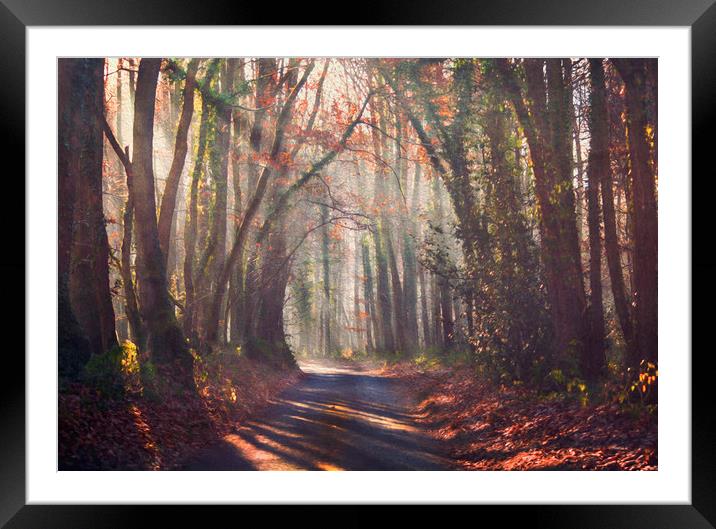 Forest Light Framed Mounted Print by Dawn Cox