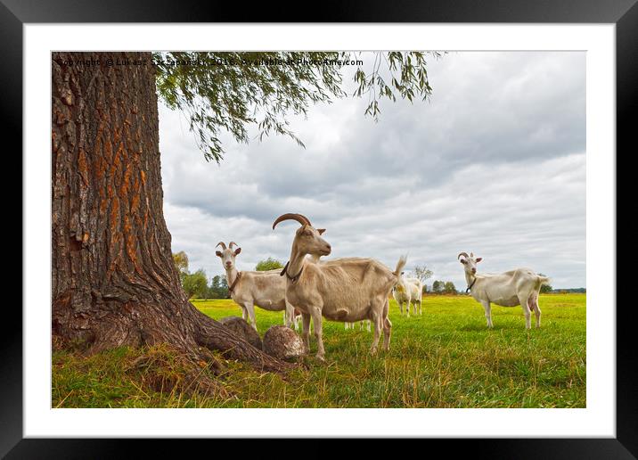 Three goats on green pasture Framed Mounted Print by Łukasz Szczepański