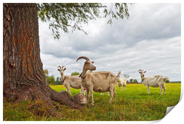 Three goats on green pasture Print by Łukasz Szczepański