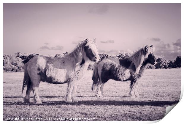 Ponies in the New Forest Print by Chris Harris
