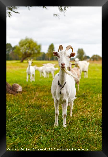 Domestic goats on green pasture Framed Print by Łukasz Szczepański