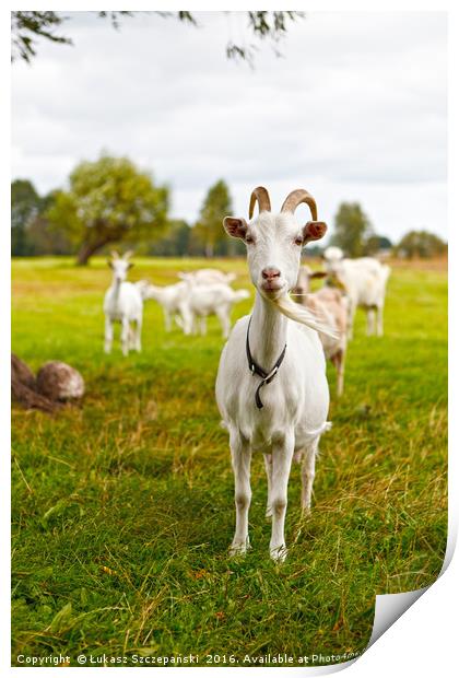 Domestic goats on green pasture Print by Łukasz Szczepański