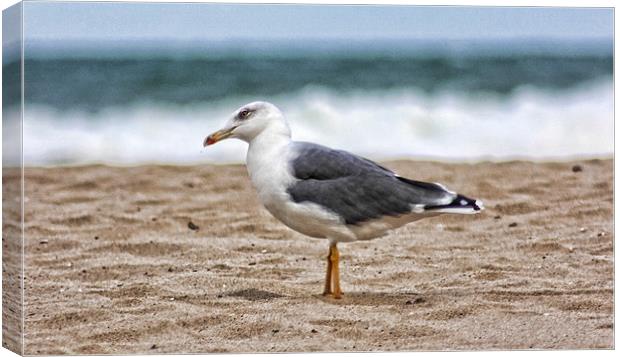 Intrigued Seagull Canvas Print by Paul Piciu-Horvat