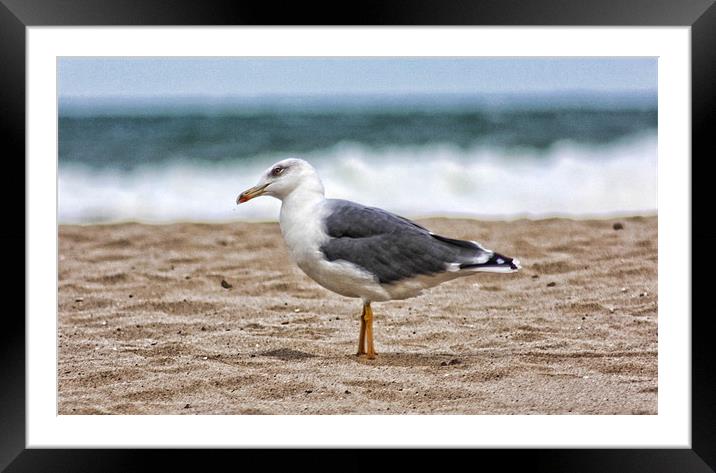 Intrigued Seagull Framed Mounted Print by Paul Piciu-Horvat