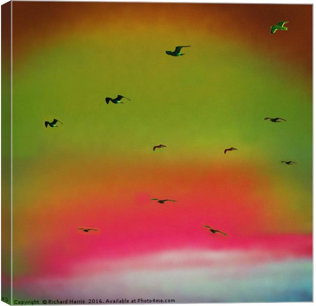 Seagulls in flight Canvas Print by Richard Harris