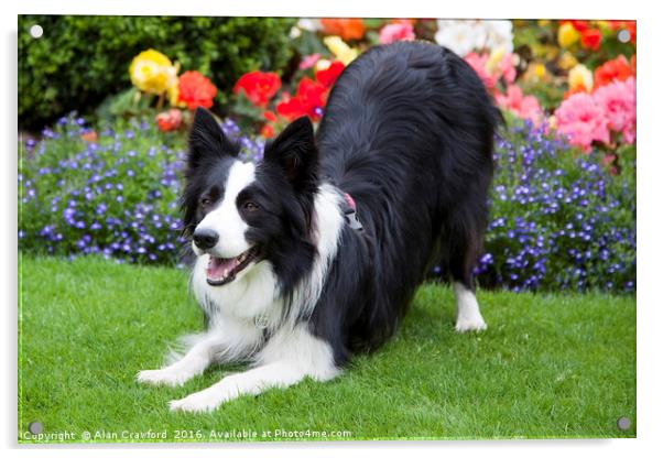 Playful Collie Dog Acrylic by Alan Crawford