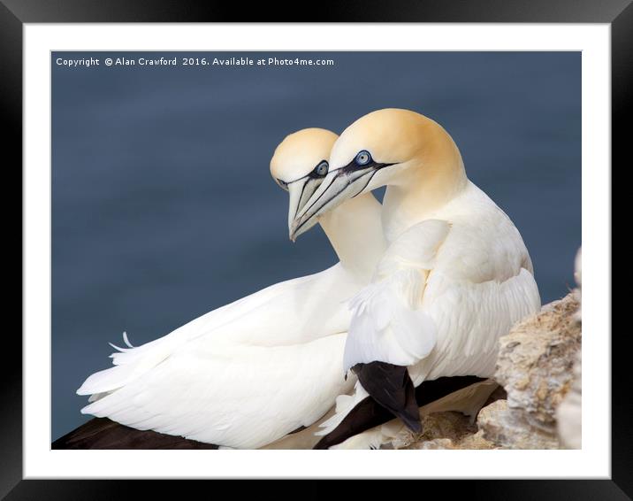 Gannets at Bempton Cliffs, England Framed Mounted Print by Alan Crawford