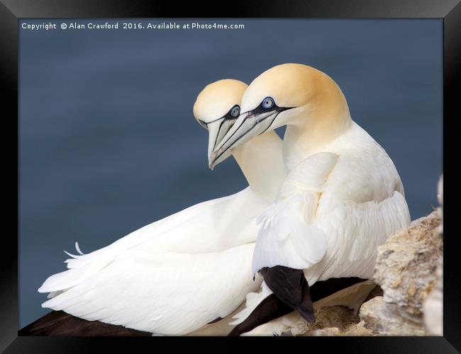 Gannets at Bempton Cliffs, England Framed Print by Alan Crawford