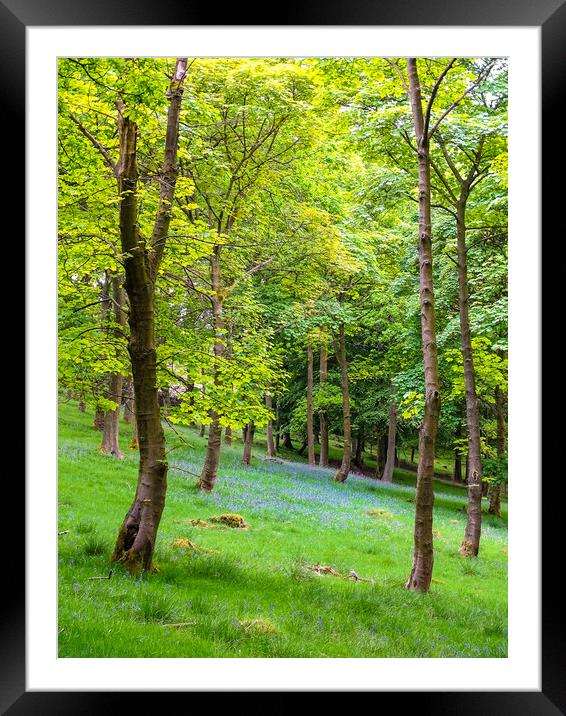 Bluebell Woods Framed Mounted Print by Ellie Rose