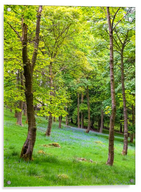 Bluebell Woods Acrylic by Ellie Rose