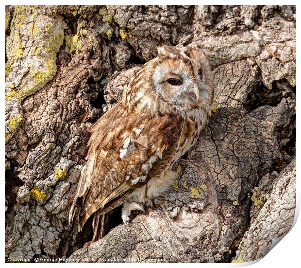 Tawny Owl on Old Oak Tree Print by George Hopkins