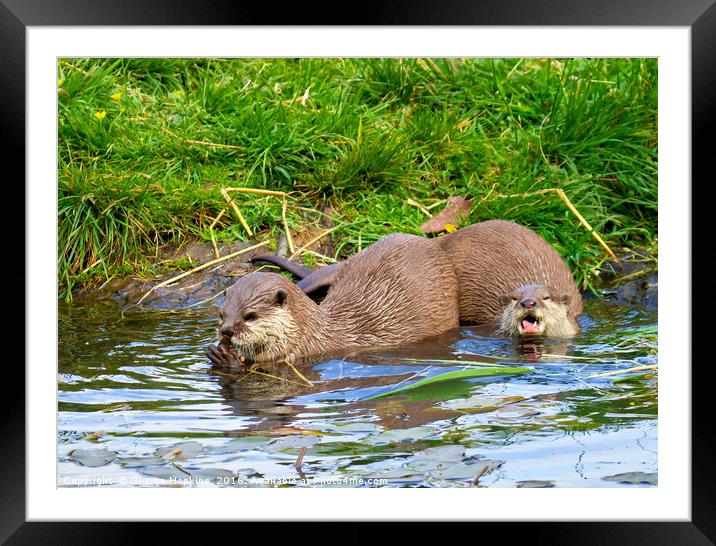 Freshwater Otters in Playful Mood Framed Mounted Print by George Hopkins